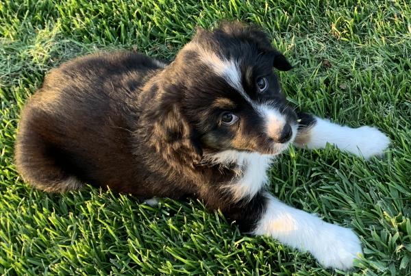 Lila