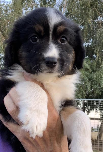 Lila