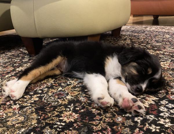 Lila