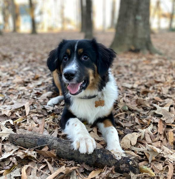 Lila