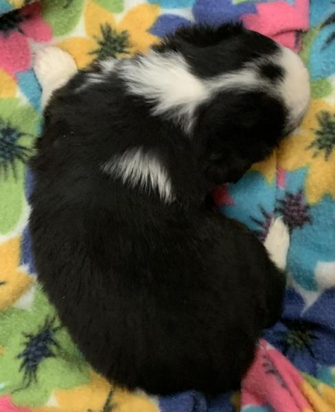 Zephyr
