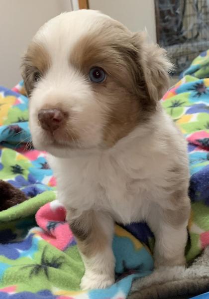 Peanut