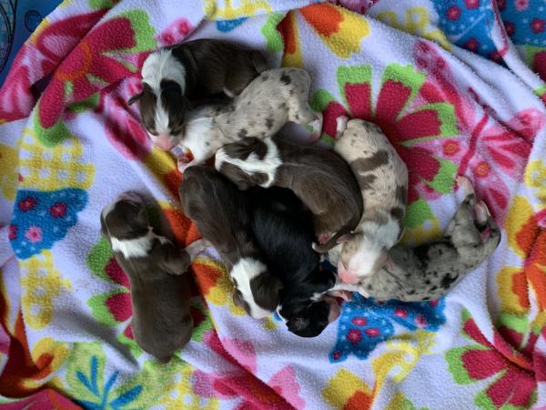 Cali × Teddy litter
