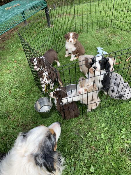 Cali × Teddy litter