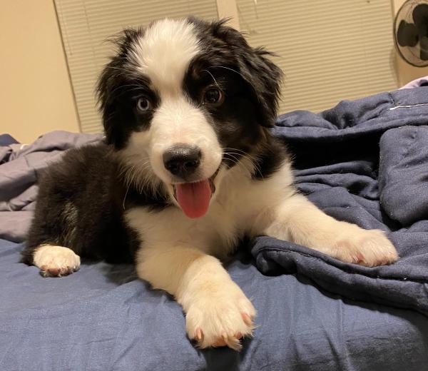 Ollie