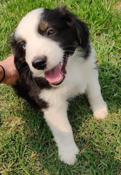 Ollie
