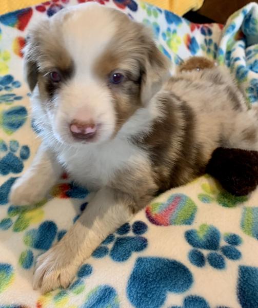 Piper