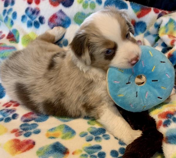 Piper
