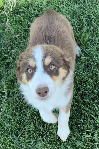 Juno