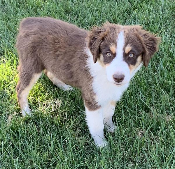 Juno