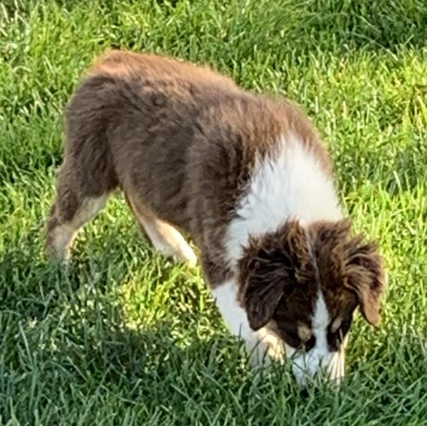 Juno