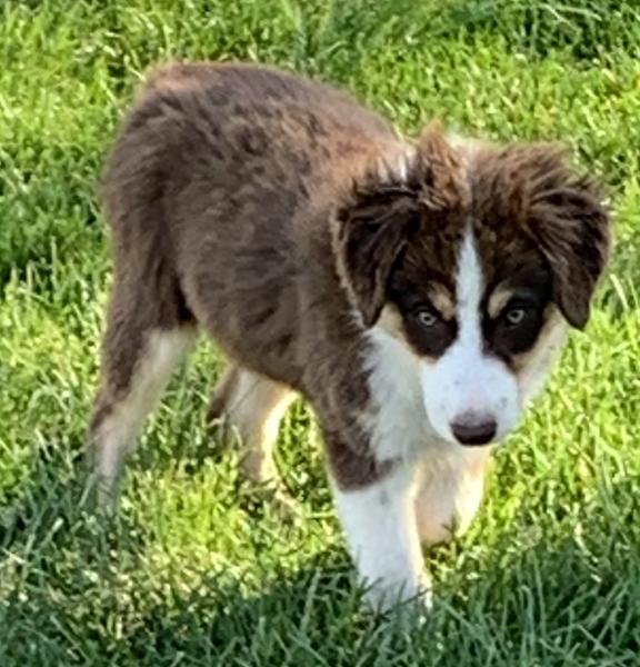 Juno