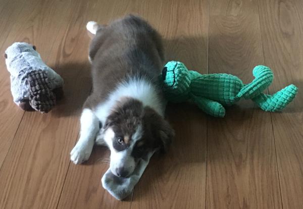 Juno