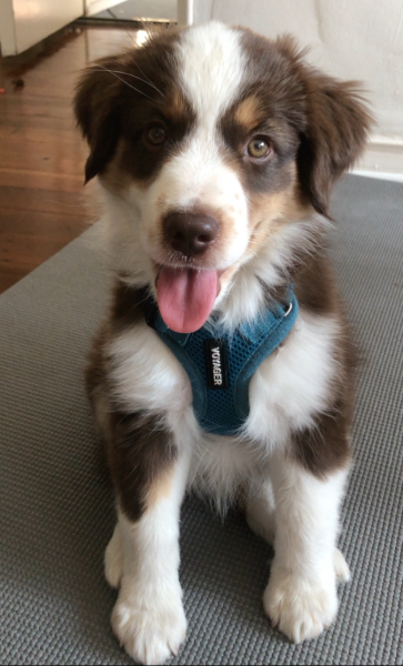 Ari