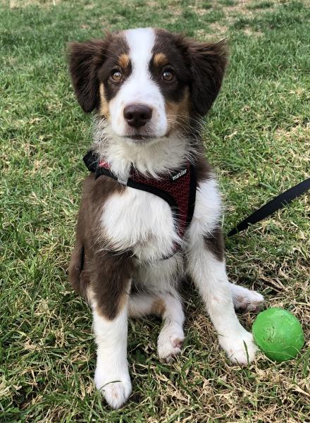 Ari