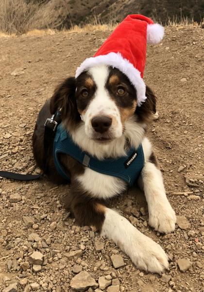 Ari