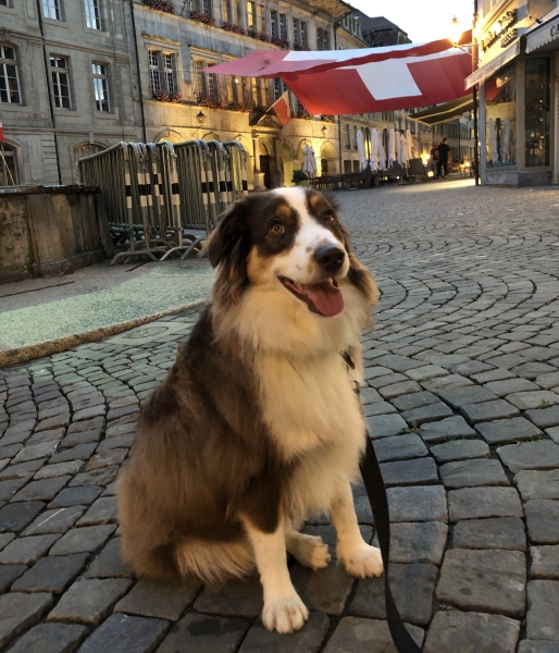 Ari