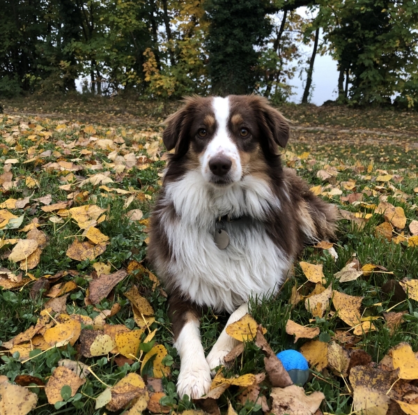 Ari