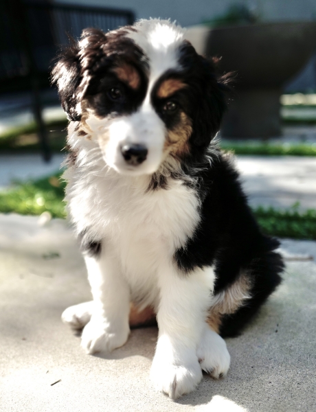 Phoebe
