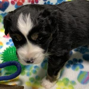 Maverick