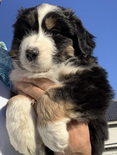Maverick