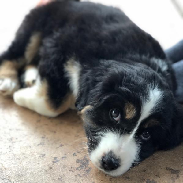 Maverick