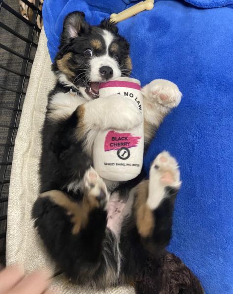 Maverick