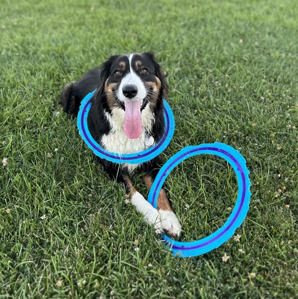 Maverick