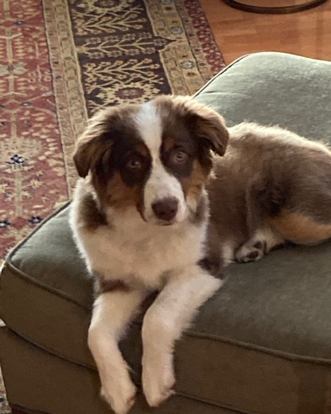 Cricket