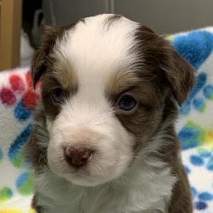 Skye
