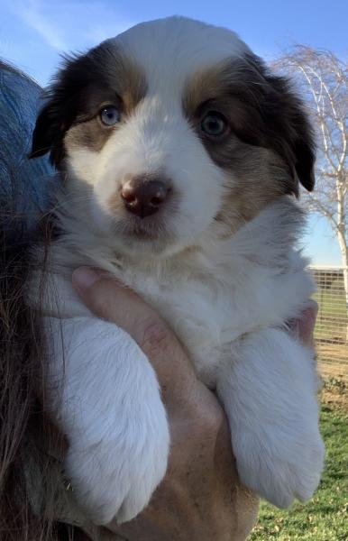 Skye