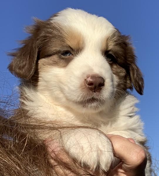 Skye