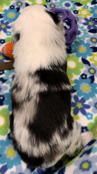 Zuko