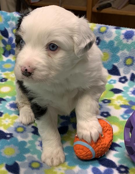 Zuko