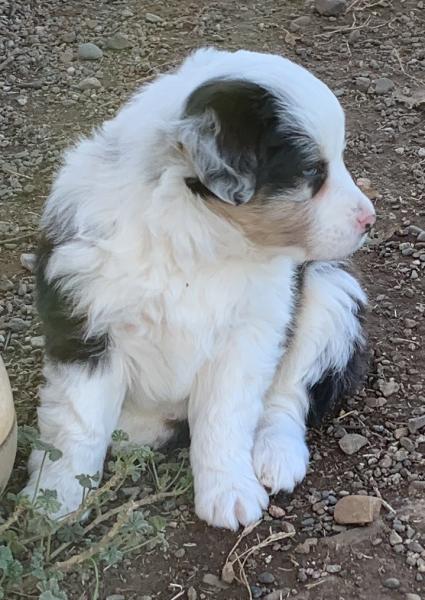 Zuko
