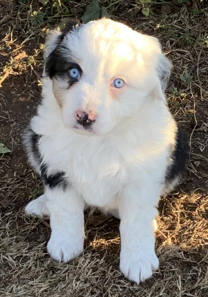 Zuko