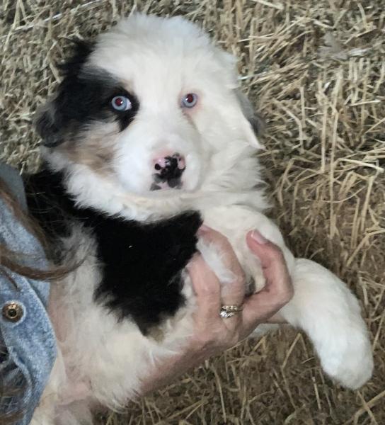 Zuko