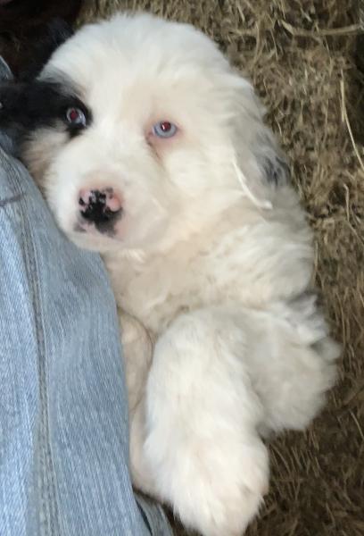 Zuko