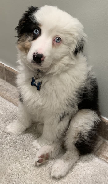 Zuko