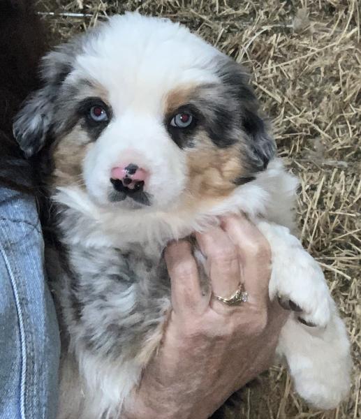 Bruno