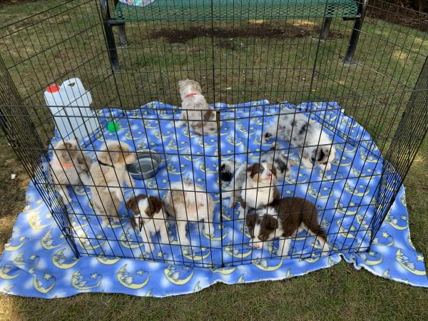 Nutmeg × Blue litter