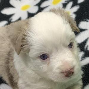 Kona