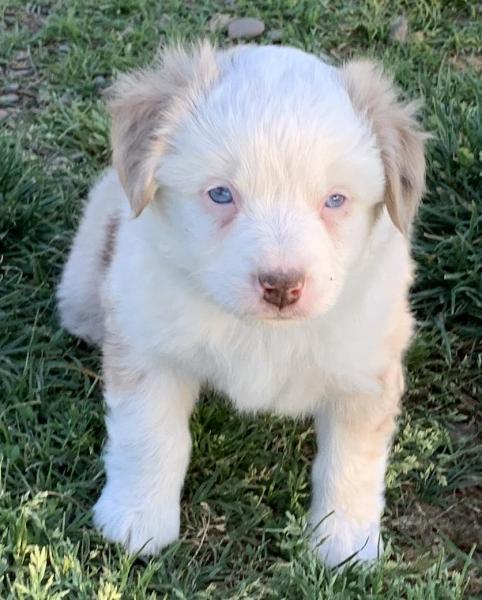 Kona
