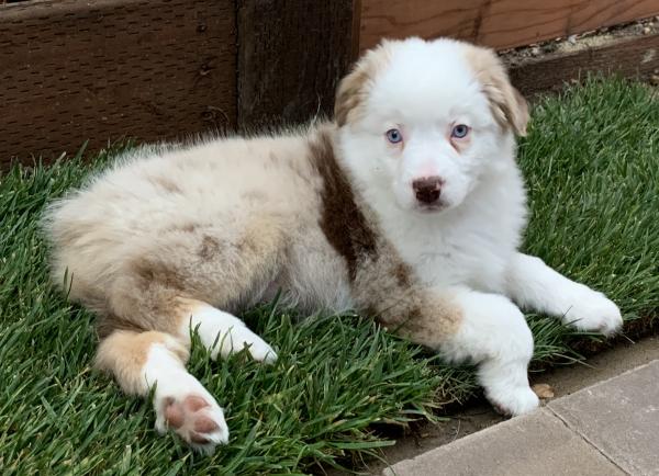 Kona