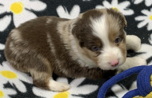 4 weeks old