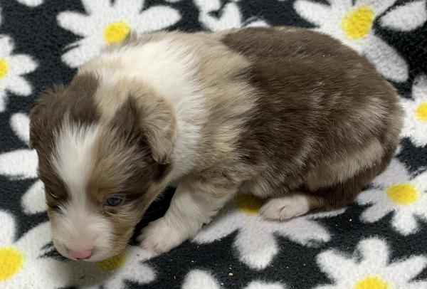 4 weeks old
