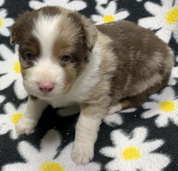 4 weeks old