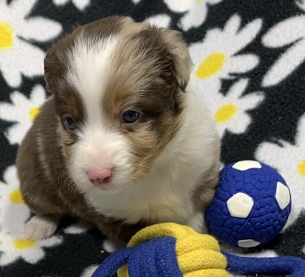 4 weeks old