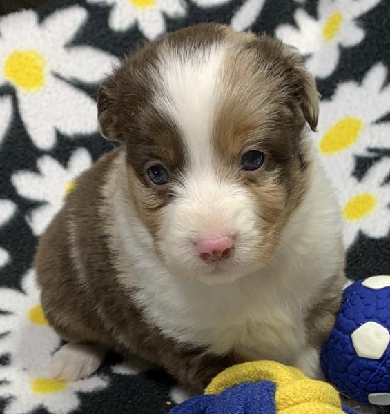 4 weeks old