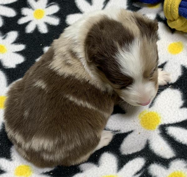 4 weeks old